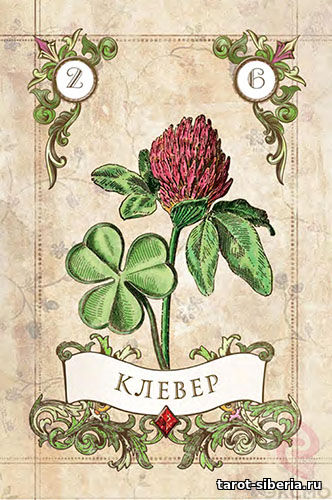 Clover